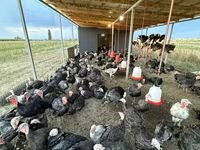 Turkeys — 写真 2