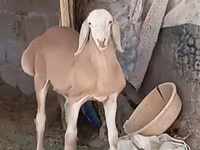 قوچ, گوسفند — عکس 8