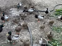 Ducks — zdjęcie 1