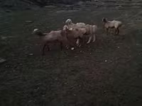 مینڈھا, بھیڑیں — تصویر 6