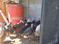 Turkeys — عکس 2