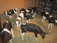 Lo’ (xirmo, jins lama sheegin), Russian Black pied cattle — sawirka 4