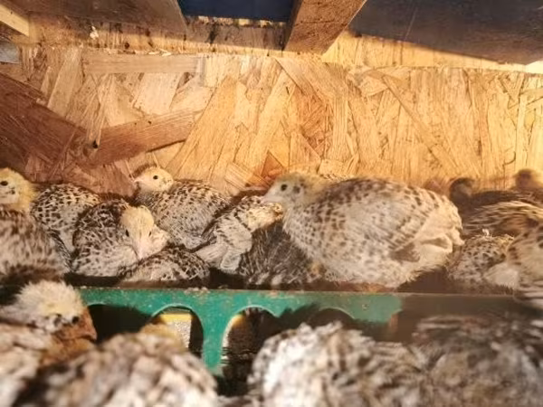 Quails