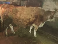 گاو ماده, Simmental cattle — عکس 1