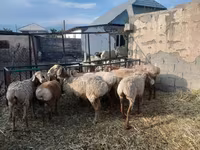 میش, Arashan sheep — عکس 6
