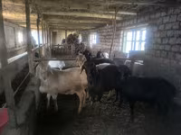 Kambing jantan, Sheep — foto 4