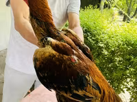 Chickens — Foto 4