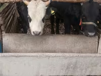 Lembu jantan, Russian Black pied cattle — foto 4