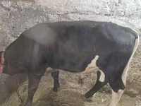காளை, Russian Black pied cattle — புகைப்படம் 1