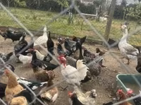 Chickens — 사진 1