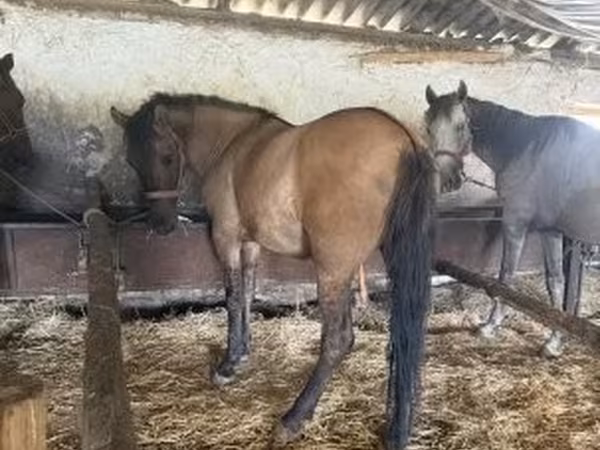 Cavalla, Cavalli