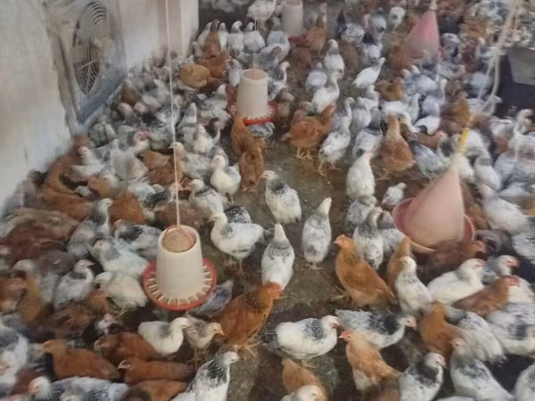 Chickens — Azerbaijan