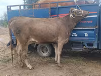 Mucca, Bovini — foto 2