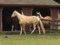 Kuda jantan, Racking Horse — foto 2