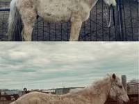 Kuda betina, Horse breed — foto 1
