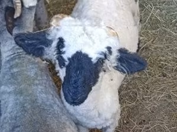 แกะตัวผู้, Valais Blacknose sheep