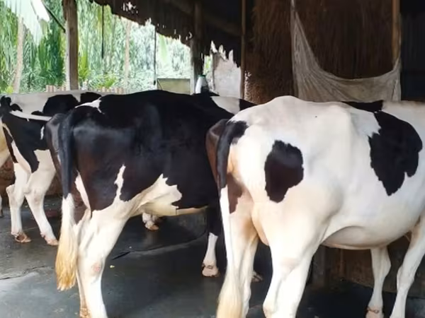گاو ماده, Russian Black pied cattle