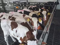 Bik, Simmental cattle — fotografija 1