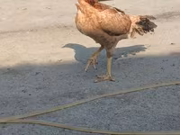 Chickens — foto 7