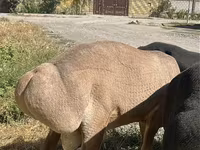 Beran, Arashan sheep — foto 5