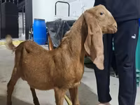 ወንድ ፍየል, Kamori goats — ፎቶ 2