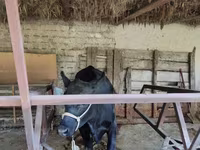 ላም, Cattle — ፎቶ 1