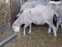숫양, White Suffolk sheep — 사진 2