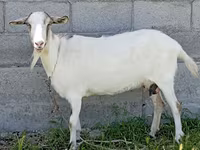 Kambing betina, Goats — foto 1