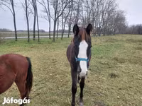 Kůň, Hungarian horse breed — foto 5