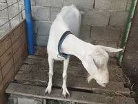 بز ماده, Saanen goat — عکس 2