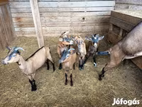 Ged, Alpine goat — foto 3