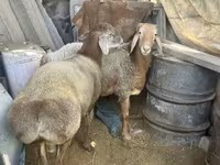 Kos, Arashan sheep — 2. fotó
