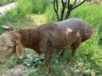 قوچ, گوسفند — عکس 8