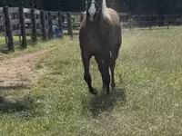 اسب نر, Rocky Mountain Horse — عکس 8