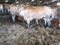 Sapi, Cast cow — foto 6
