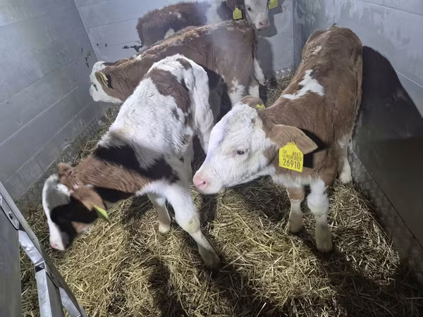 گاو نر, Simmental cattle