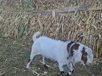 Ziegenbock, Nubian Goat — Foto 2