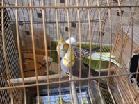 Nimfa (cockatiel) cütü və qəfəs dəsti - Növ: Nimfa (cockatiel) – sarı — عکس 1