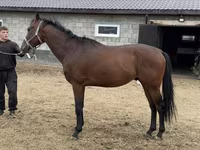 Kuda jantan, Thoroughbred horse — foto 2