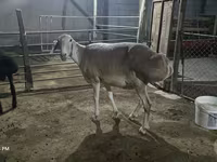Овца, Afghan Arabi sheep — снимка 2