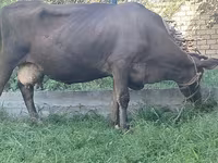 암소, Swiss cattle — 사진 2
