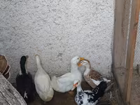 Ducks — foto 1