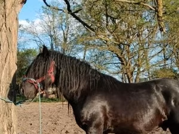 Horse (M), Gypsy horse — Hungary