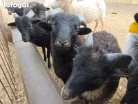 숫양, Ouessant sheep — 사진 1