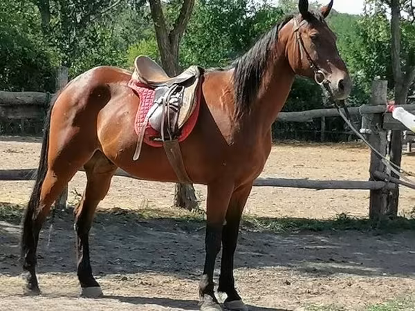 Hengst, Pferde