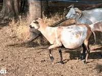 میش, Cameroon sheep — عکس 1