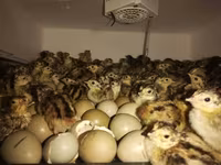 Guinea fowl — الصورة 3