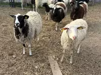 Carnero, Dorper sheep — foto 1