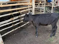 Lo’, Cattle — sawirka 2