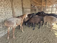 Kambing jantan, Arashan sheep — foto 3